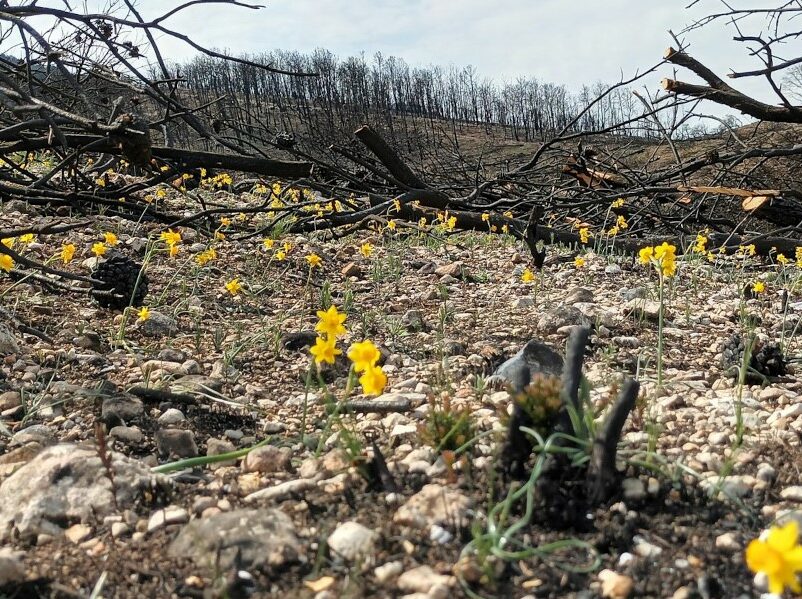 Recovery of post-fire vegetation