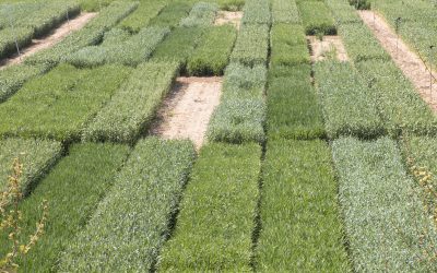 II Spanish Symposium on Physiology and Breeding of Cereals