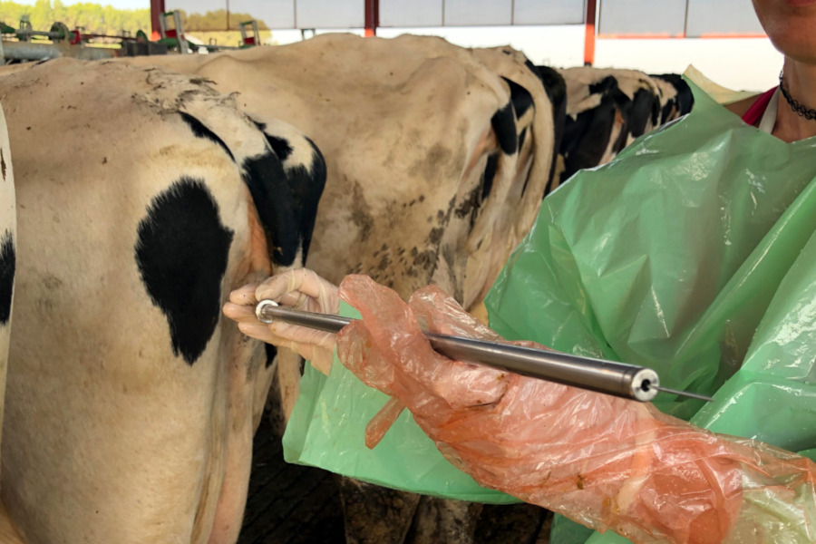 Una nova tècnica d’inseminació elimina les gestacions dobles en vaques lleteres