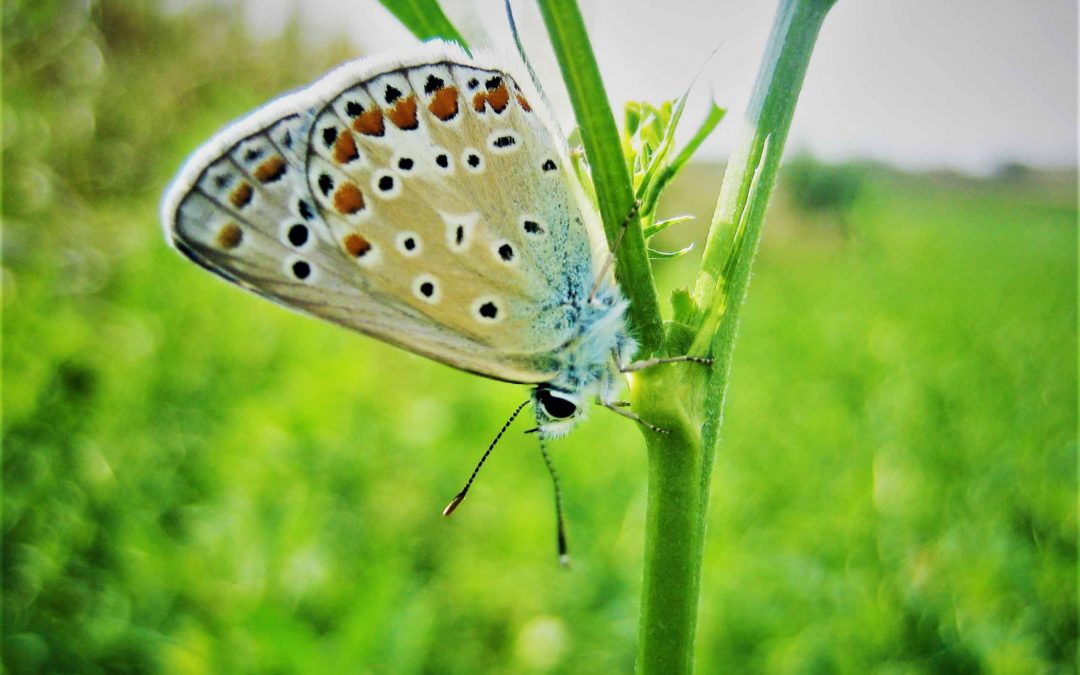 Butterfly monitoring schemes could be used for detecting the impacts of agriculture on biodiversity