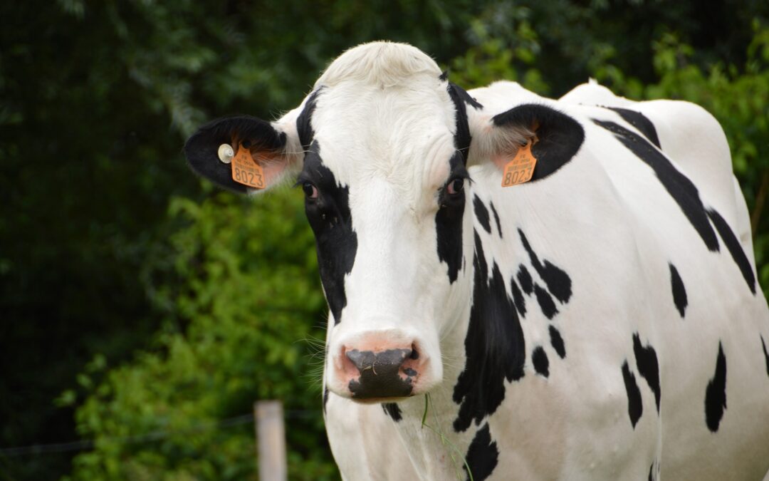 N20016 Transferència embrionària com a estratègia per millorar la viabilitat i sostenibilitat de les granges de boví lleter