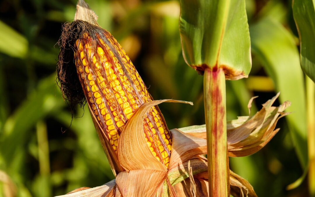 PROSTRIG Project: Delivering novel maize genotypes with improved resilience and PROductivity through the application of predictive breeding technologies to modulate STRIGolactone levels