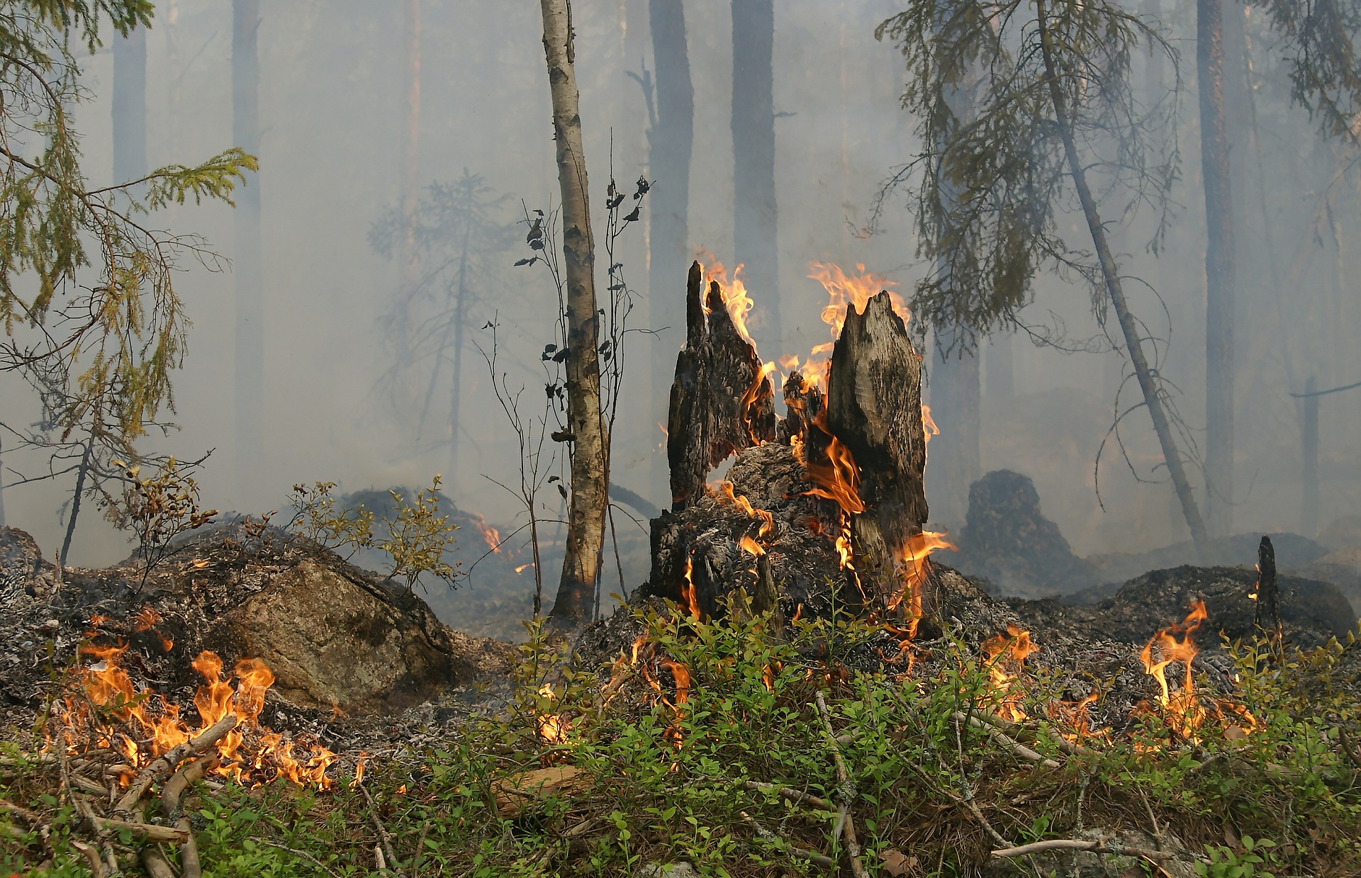 forest-fire-gbbd963128_1920