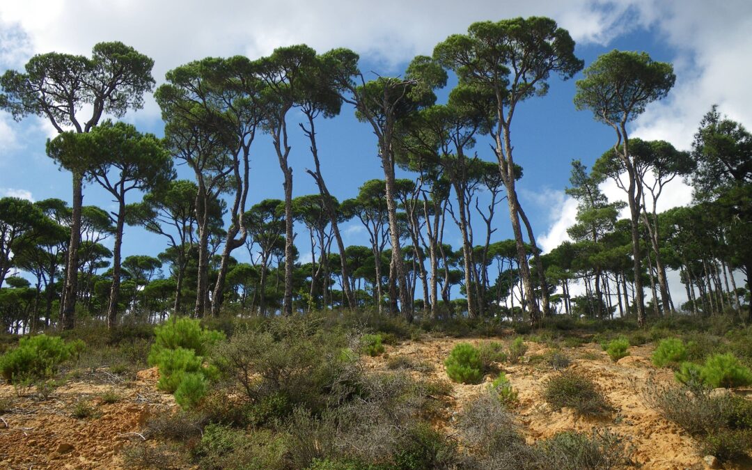 RESILPINE – Understanding the evolution of integrated phenotypes for the resilience of Mediterranean pines in a changing environment