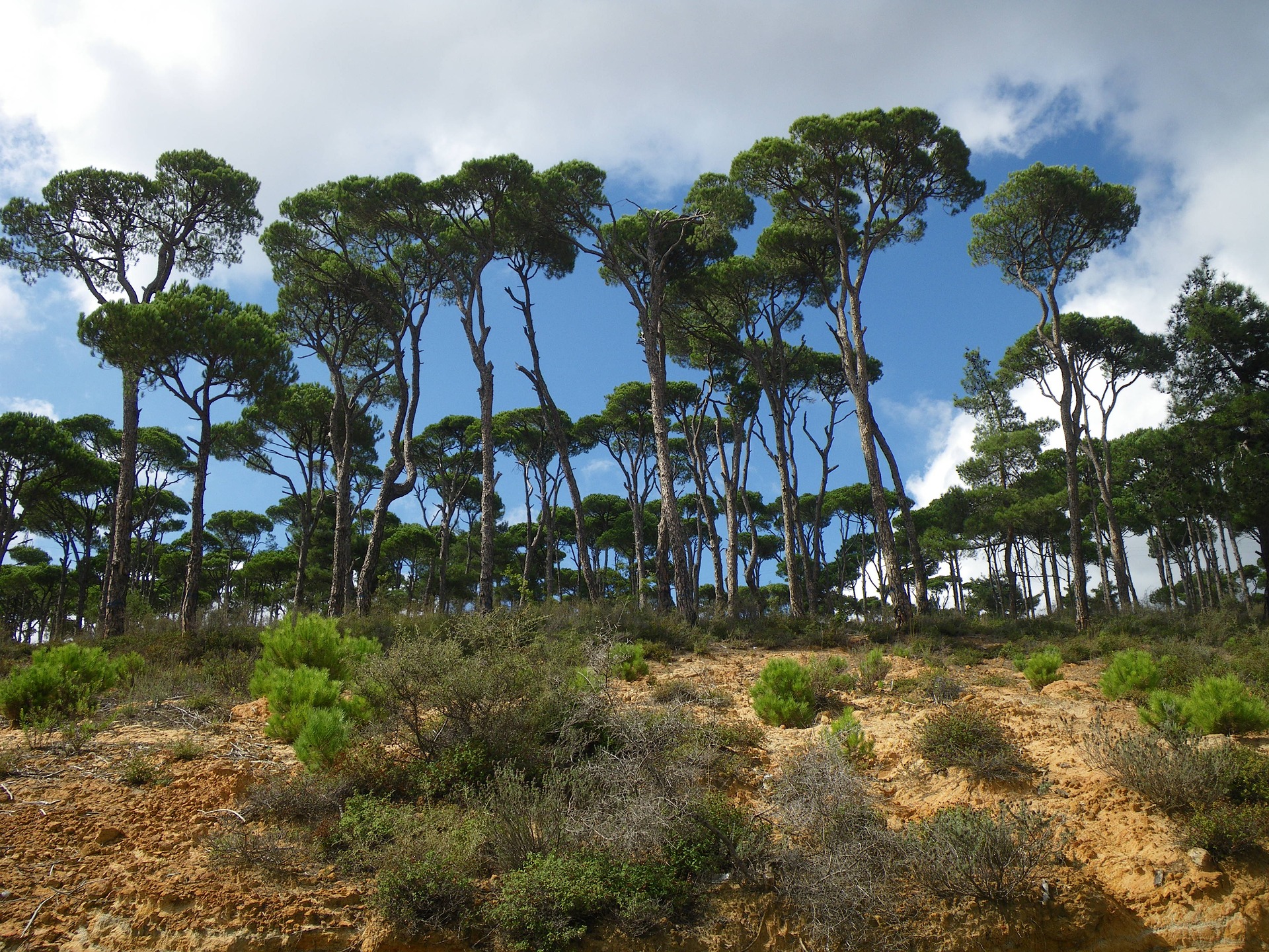 pine-trees-g3c53dba2c_1920
