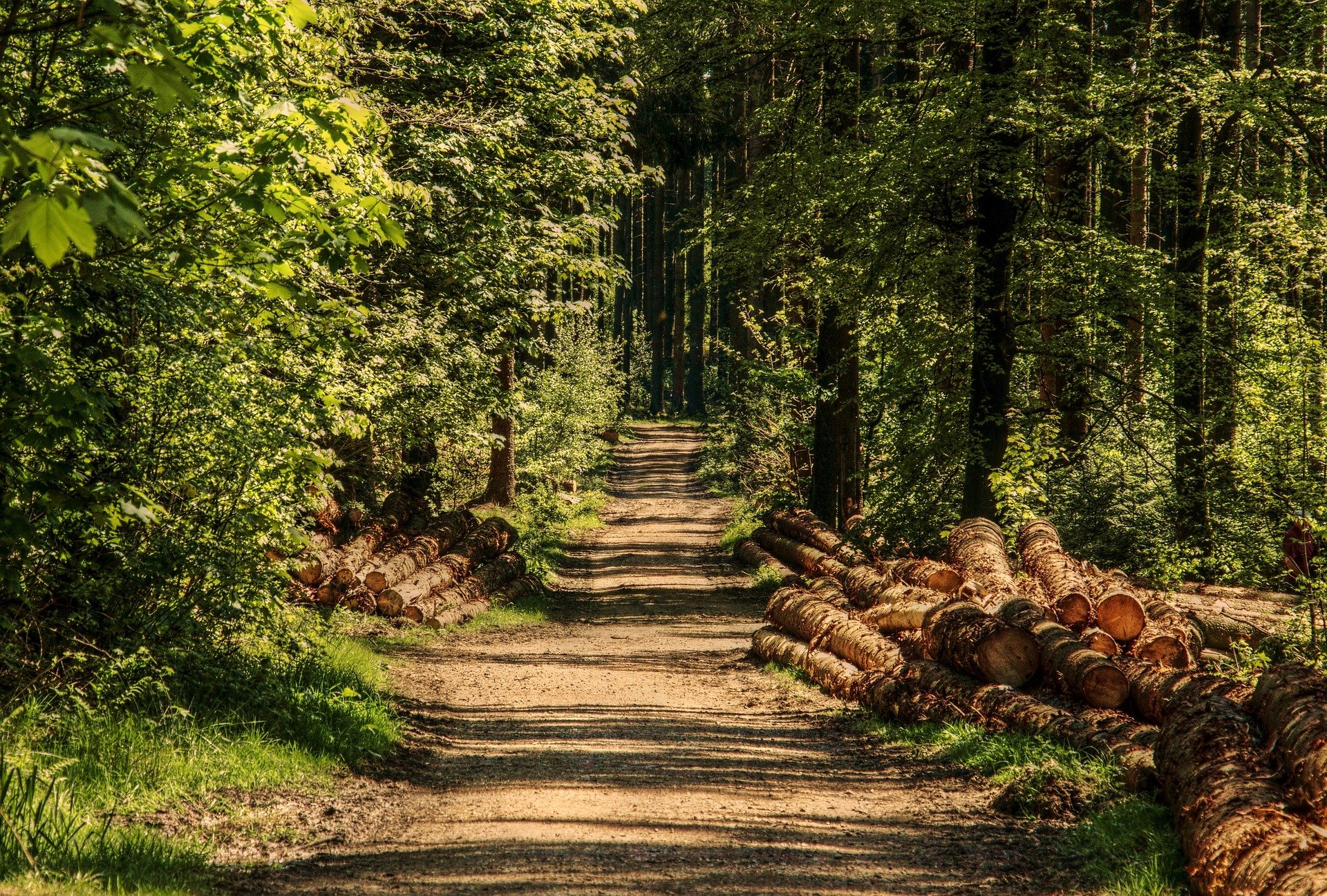 trees-gf66d9c304_1920