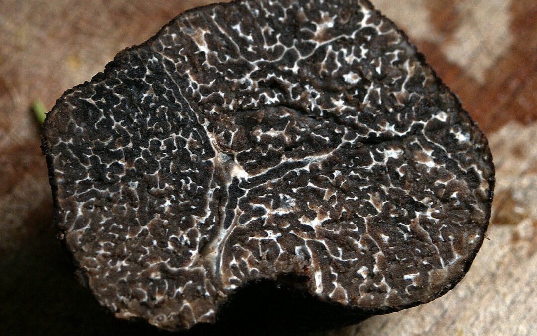 DYNaMics and competition of BLACK Perigord and Burgundy truffles (Tuber melanosporum and aestivum) under climate change (BLACKDYNAMITE)