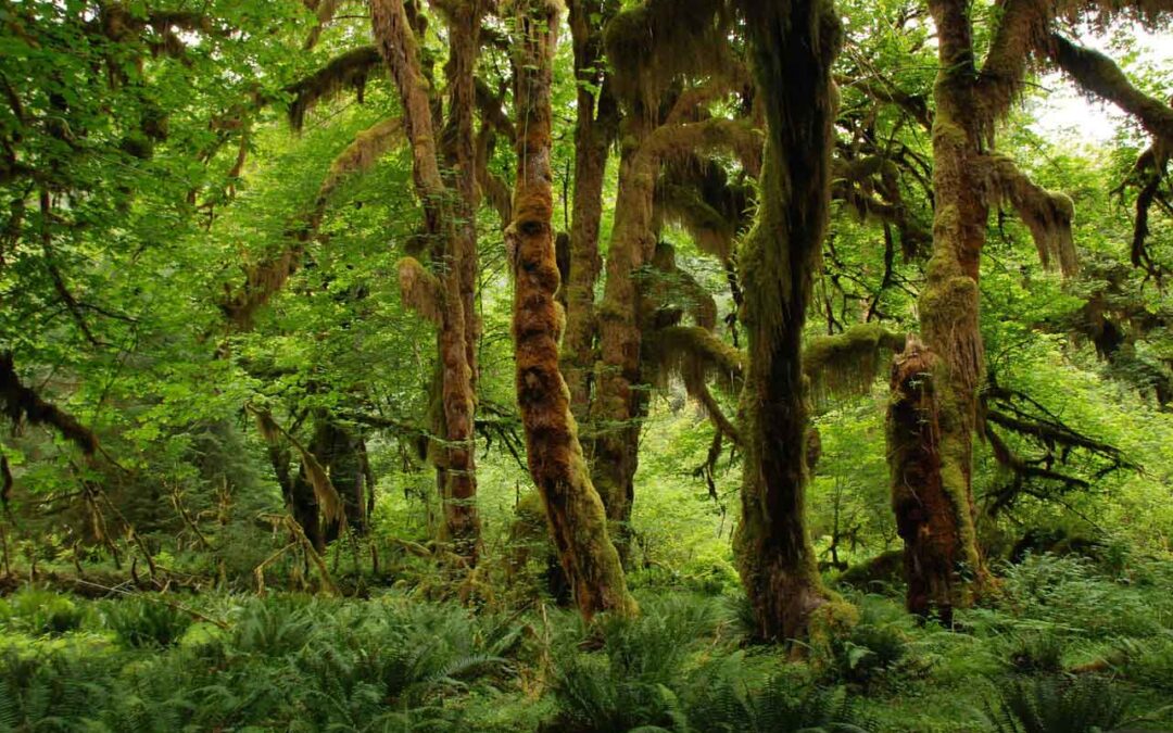 Hasta 9.000 especies arbóreas podrían estar todavía por descubrir