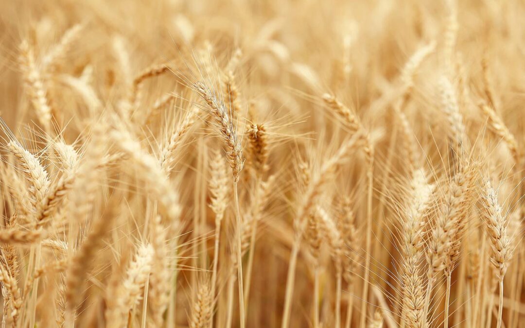 Nova eina per millorar el potencial de rendiment del blat