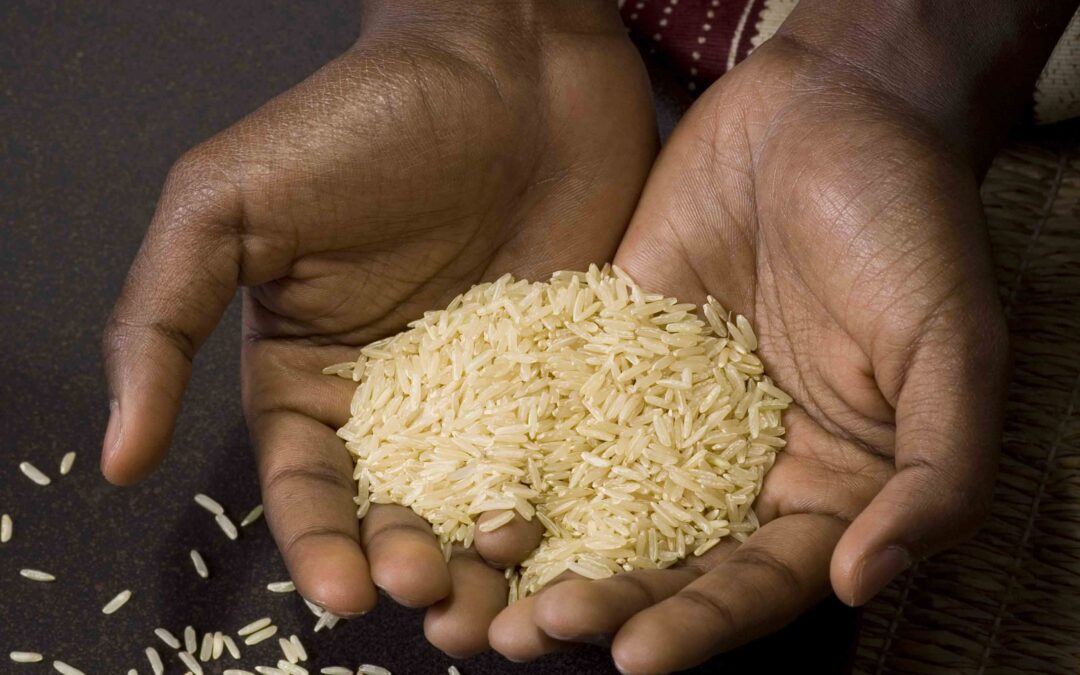 Investigadores de la UPM y UdL-Agrotecnio logran un nuevo avance en la fijación biológica de nitrógeno en arroz