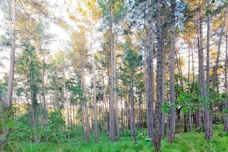 Bosques de especies mixtas y mejora genética, claves por el futuro de la gestión forestal