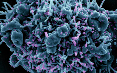 La Cianovirina-N podria frenar la infecció pel SARS-CoV-2