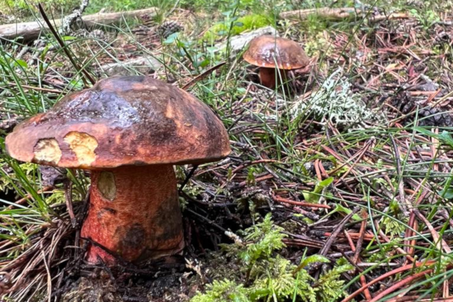 A study by the UdL, the CTFC and Agrotecnio reveals an increased production of mushrooms in black pine forests by the end of summer