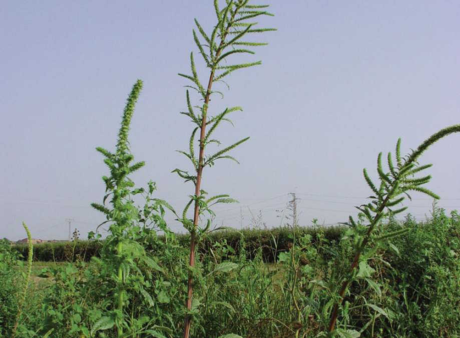 Agrotecnio y la UdL lideran la red “PalmerNET” para luchar contra una especie que amenaza los campos de maíz