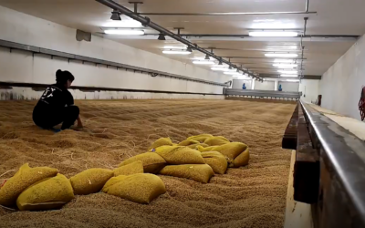 Una tesis doctoral analiza la influencia del cultivo de la cebada sobre las propiedades de la malta, el mosto y la cerveza