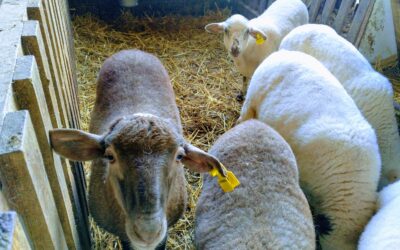 Incluir pulpa de algarroba en la dieta de los corderos mejora su salud gastrointestinal