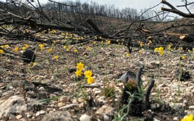 La sequía limita la recuperación de los bosques mediterráneos afectados por los incendios