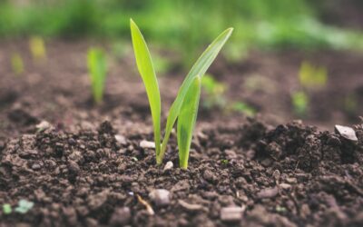 Día Mundial del Suelo: los suelos de todo el mundo se degradan, poniendo en riesgo la producción de alimentos y el agua disponible