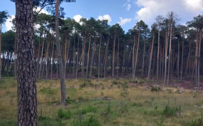 Una recerca demostra que la tala d’arbres no té un impacte negatiu en els fongs del sòl