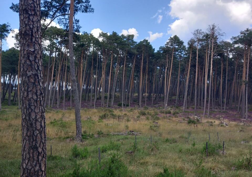Una investigación demuestra que la tala de árboles no tiene un impacto negativo en los hongos del suelo