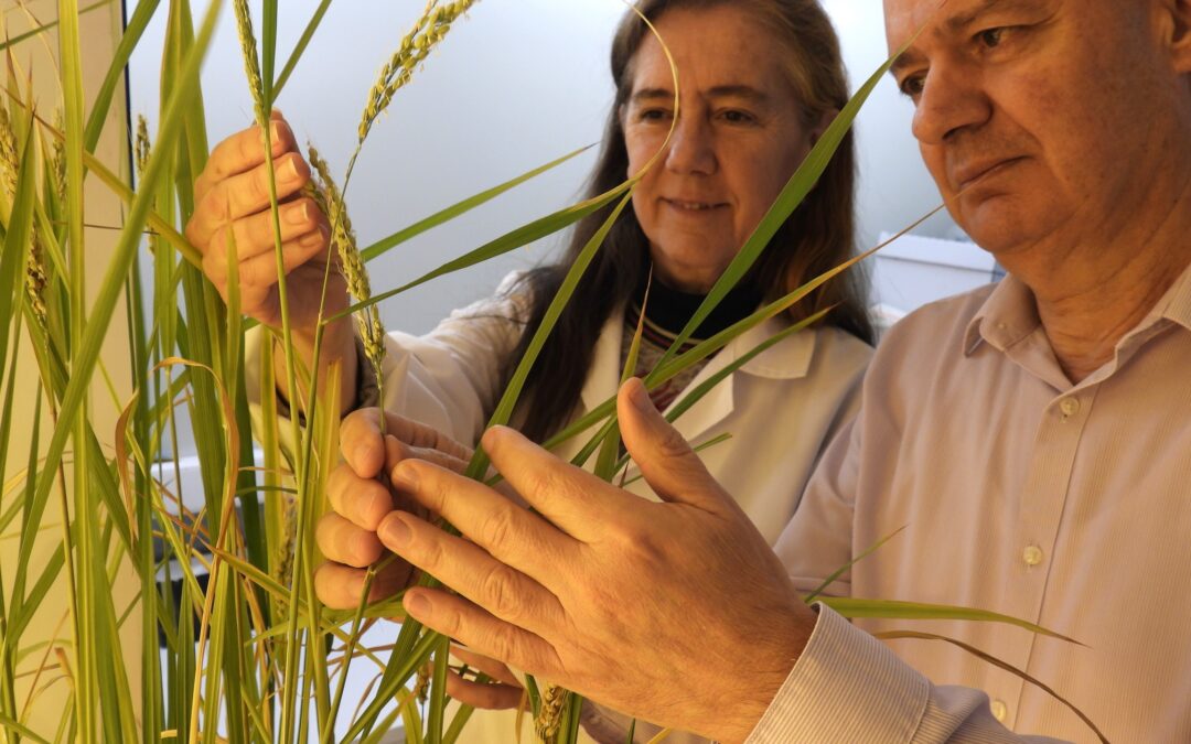 L’arròs resistent a la piricularia podrà comercialitzar-se a Catalunya gràcies al suport del Parlament Europeu a les Noves Tècniques Genòmiques