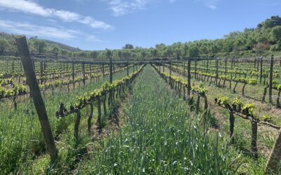 Investigadors i investigadores d’Agrotecnio organitzen una jornada tècnica sobre la utilitat de les cobertes vegetals en viticultura de muntanya