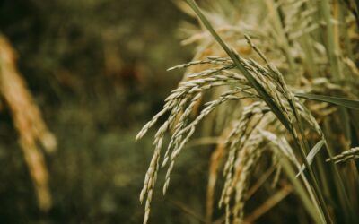 Plantas de arroz editadas genéticamente, la opción sin pesticidas para luchar contra la piricularia