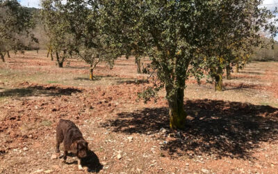 Habitat, more important than climate in truffle cultivation