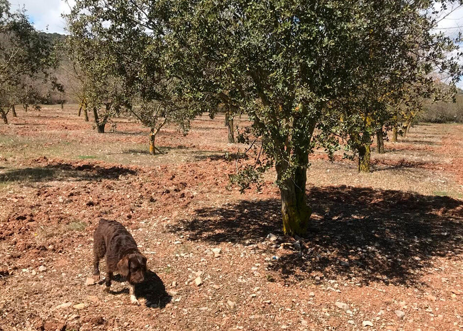 Habitat, more important than climate in truffle cultivation