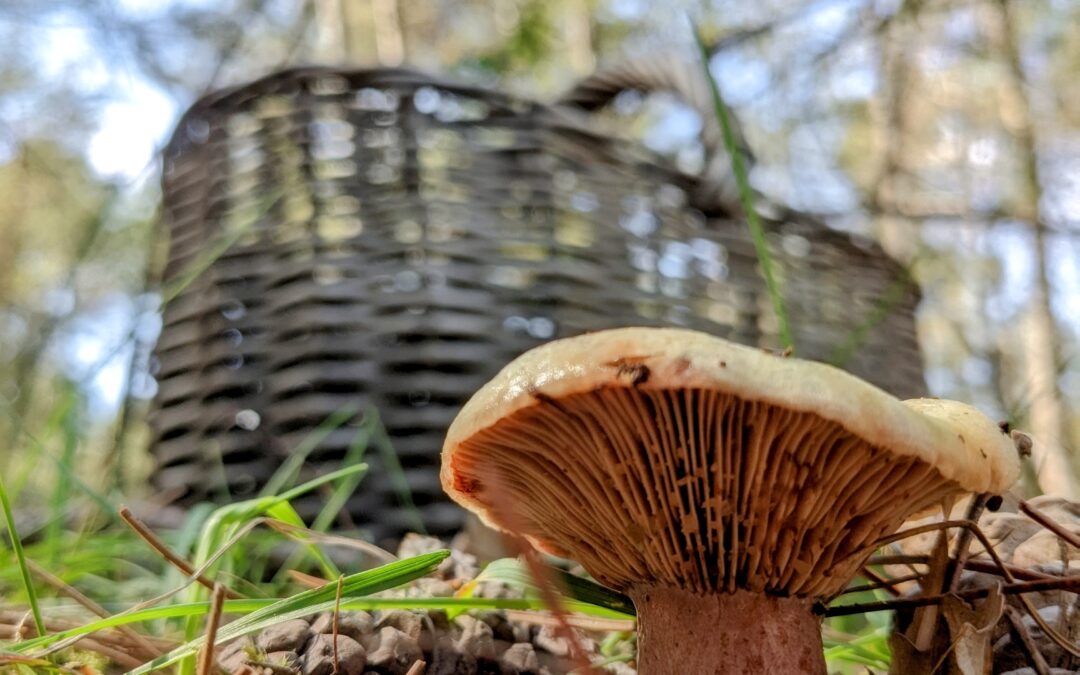 The production of boletus and chanterelles in Catalonia, affected by climate change