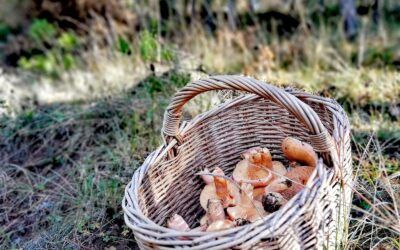 La producción de boletus y níscalos en Cataluña, afectada por el cambio climático