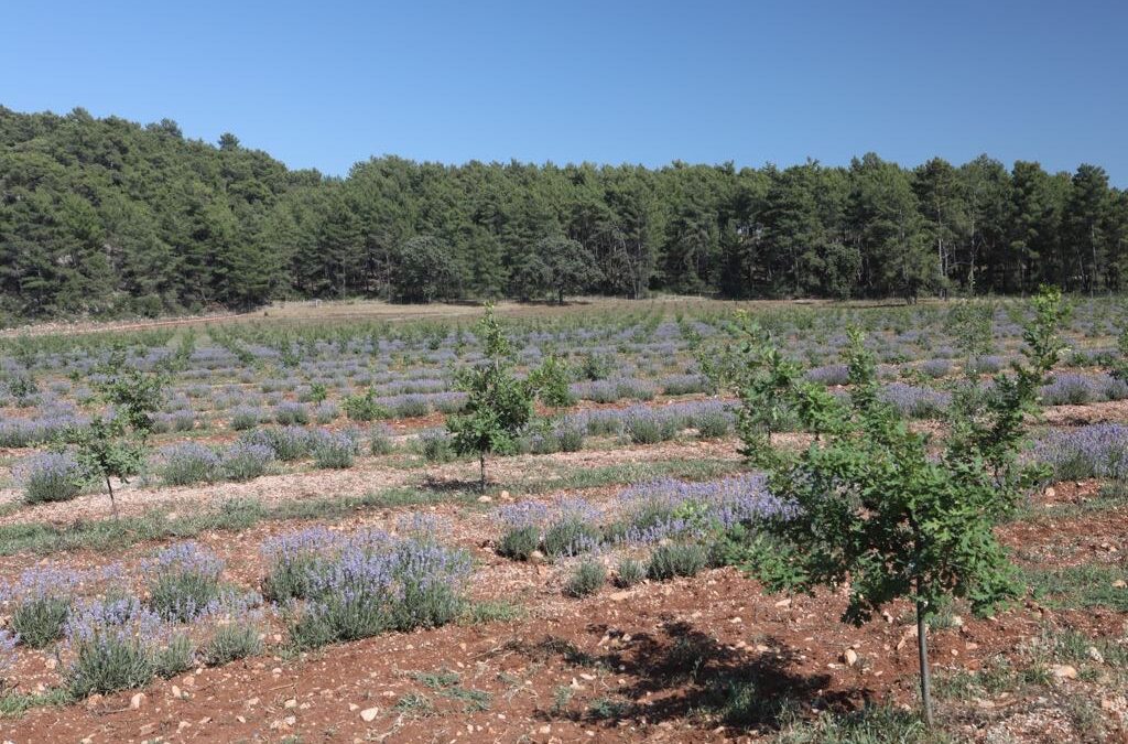 Agrotecnio leads the European COSMOS project, which seeks to revalue the Mediterranean rural environment through the cultivation of truffles and other high-value species