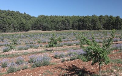 Agrotecnio leads the European COSMOS project, which seeks to revalue the Mediterranean rural environment through the cultivation of truffles and other high-value species