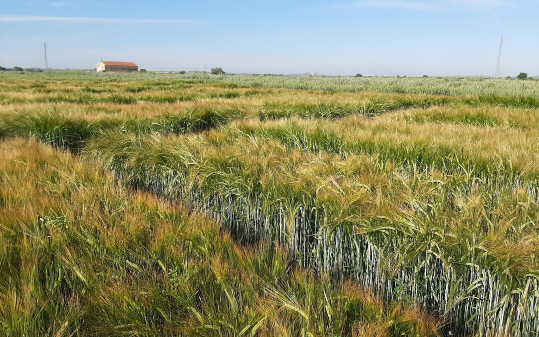 Agrotecnio investiga la resiliencia de la cebada y la malta a los golpes de calor y el brotado precosecha