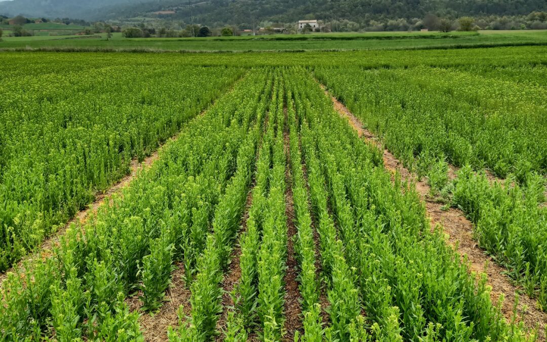 La camelina, un cultiu estratègic per afrontar la sequera i garantir la sostenibilitat dels regadius a Catalunya