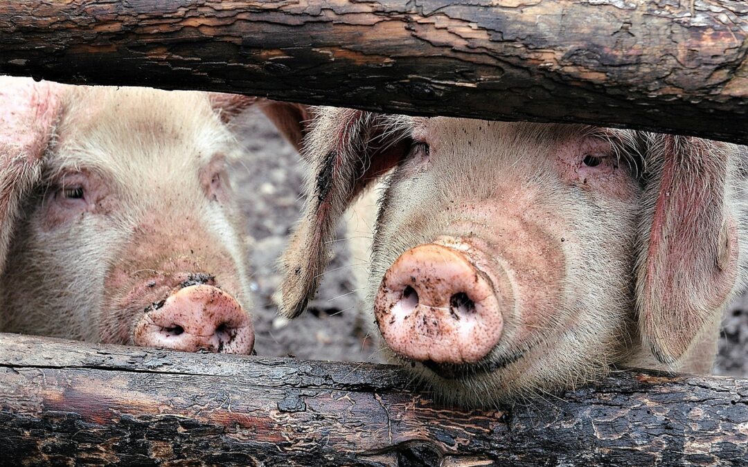 Agrotecnio impulsa la digitalització de les granges d’engreix per a una producció porcina més eficient i sostenible